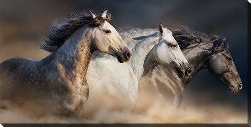 Freedom Gallop Wall Art - Brown - 20 X 40