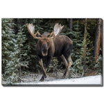 Snowy Stride Wall Art - Brown - 30 X 45