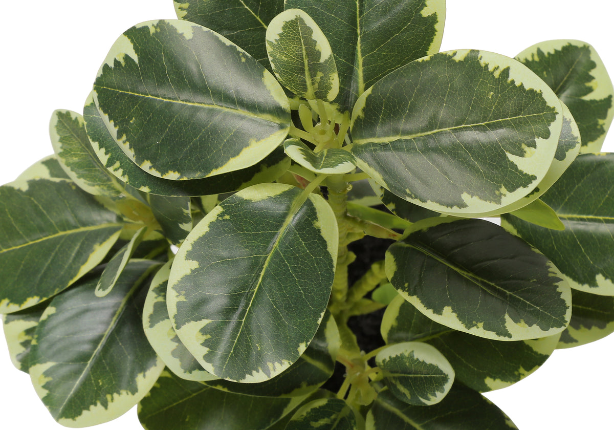 14" Ficus Elastica Plant with 4" Grey Pot - Green - Set of Two
