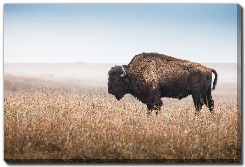 Bison Wanderer Wall Art - Brown - 22 X 28