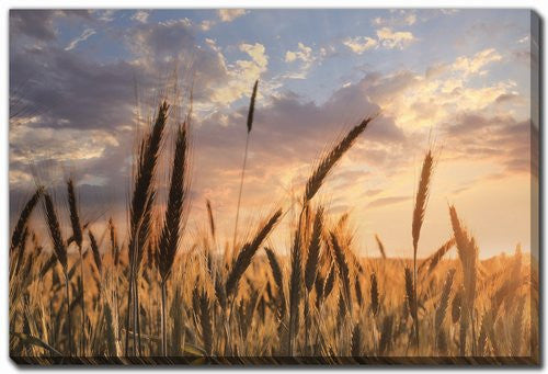 Wheatlight Wall Art - Brown - 30 X 45