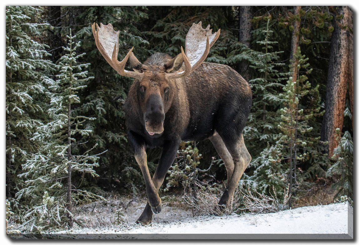 Snowy Stride Wall Art - Brown - 30 X 45