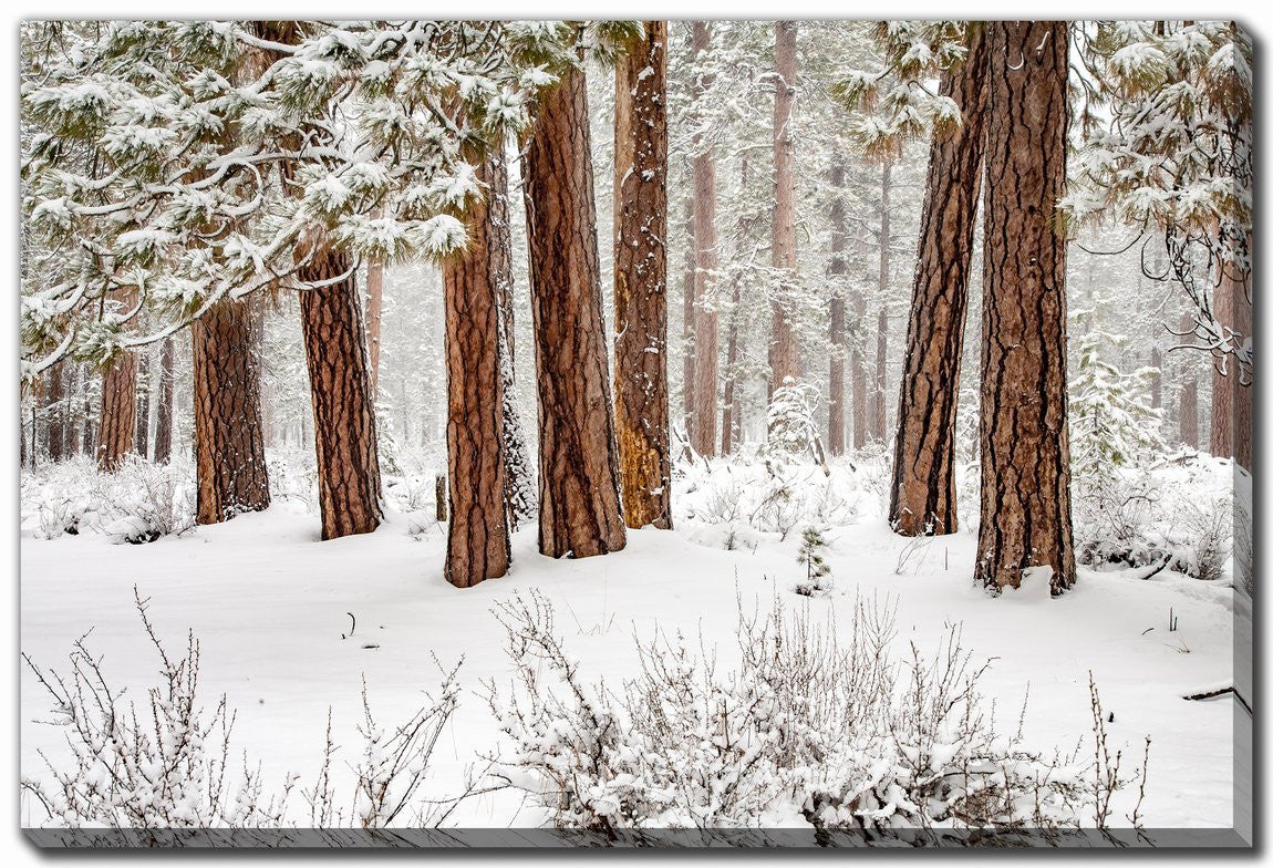 Stillness in Snow Wall Art - White - 30 X 45