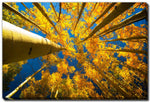 Beneath the Leaves Wall Art - Yellow - 38 X 60