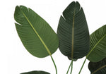 44" Bird Of Paradise Plant With 5" Black Pot - Green