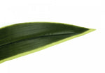 47" Dracaena Tree With 5" Black Pot - Green